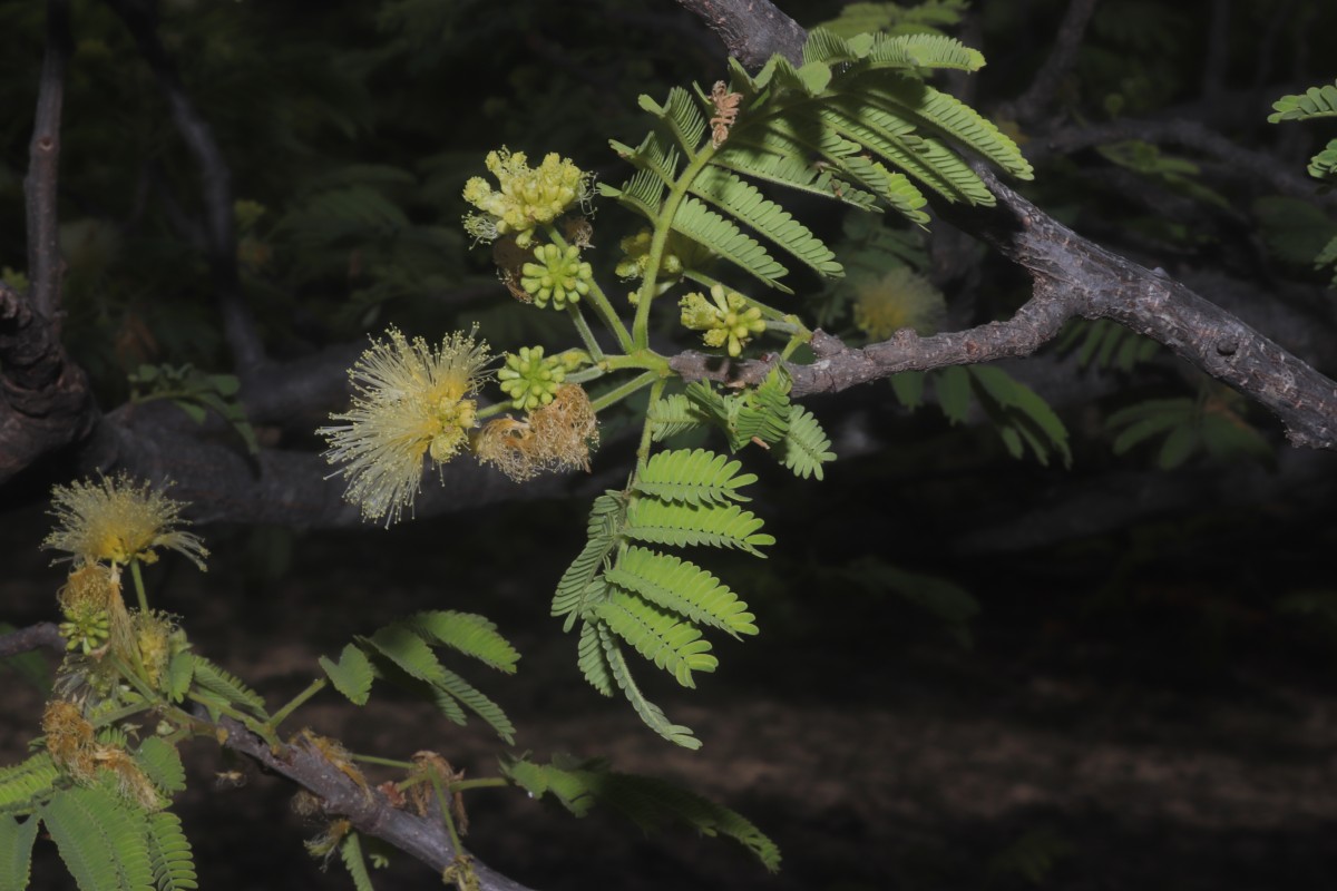 Albizia amara (Roxb.) Boivin